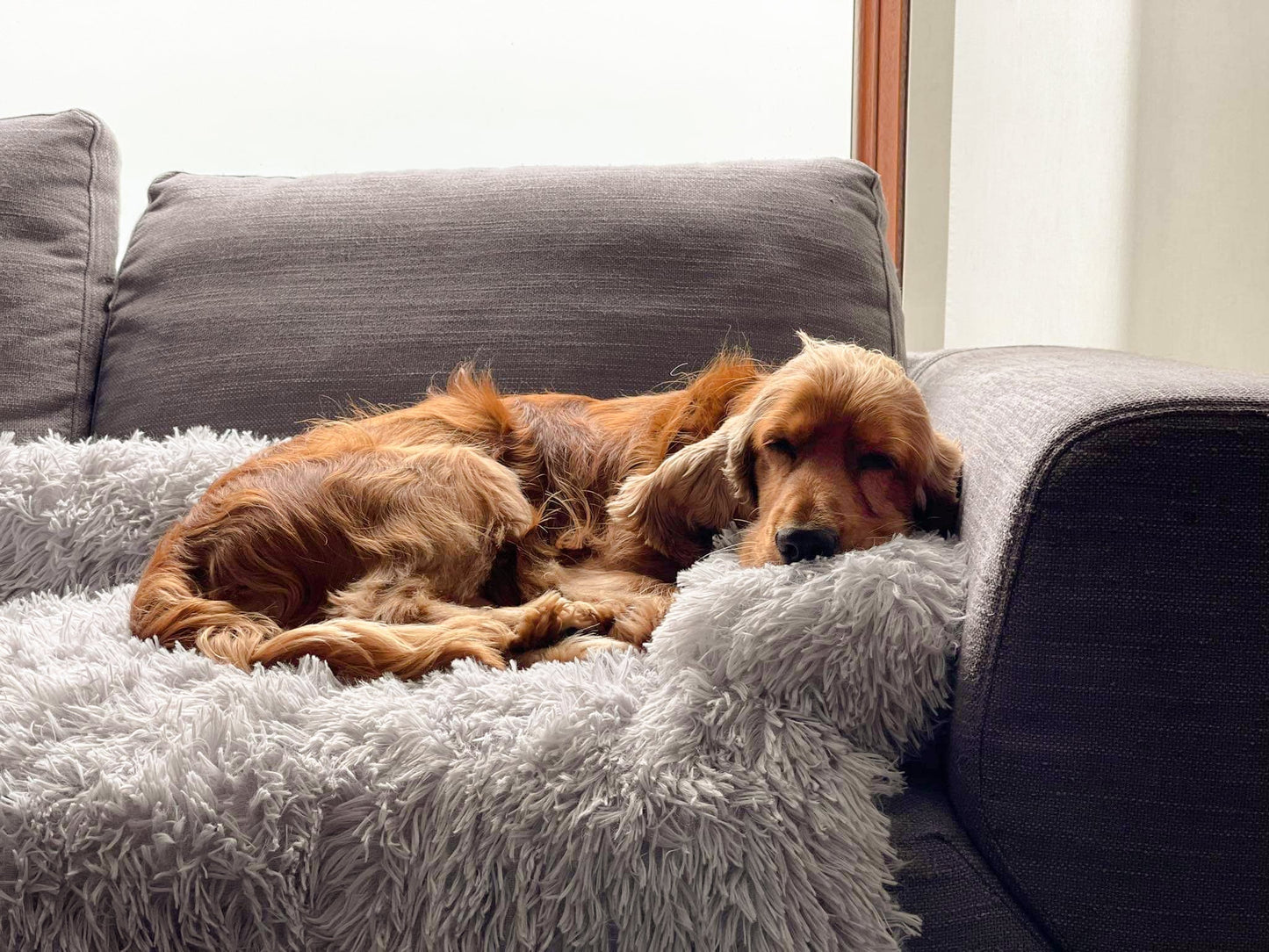 Calming Couch Cover - PawManias