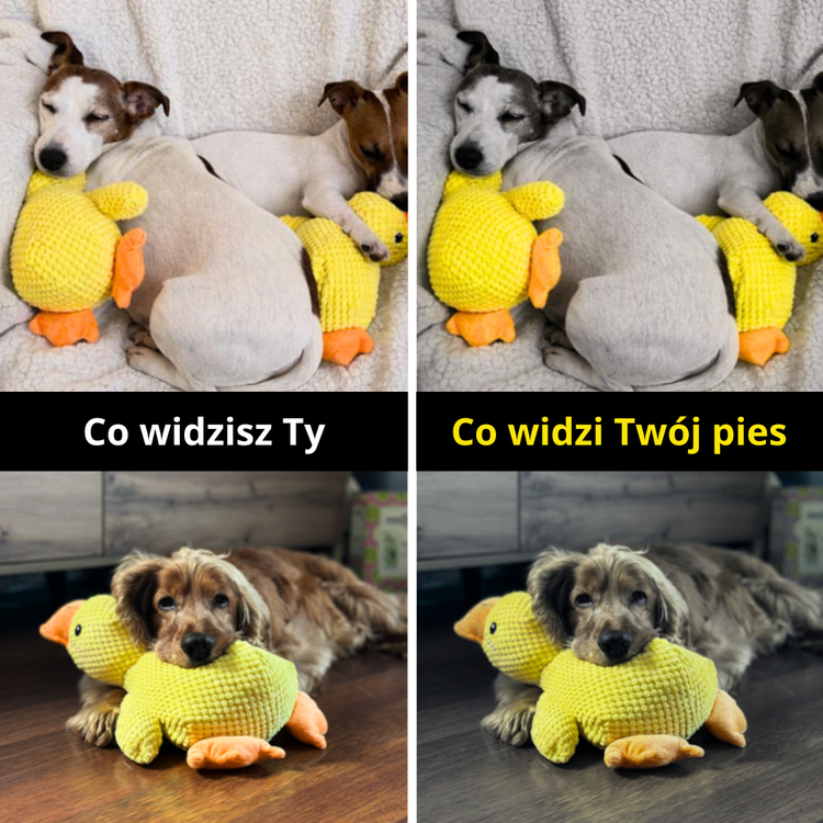 Jak Ty widzisz kaczkę, a jak widzi ją Twój pies